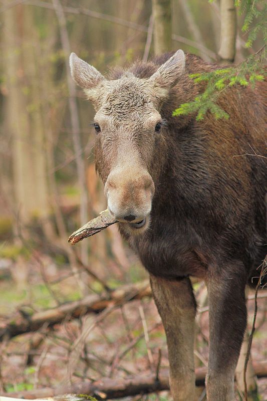 Лосик фото превью