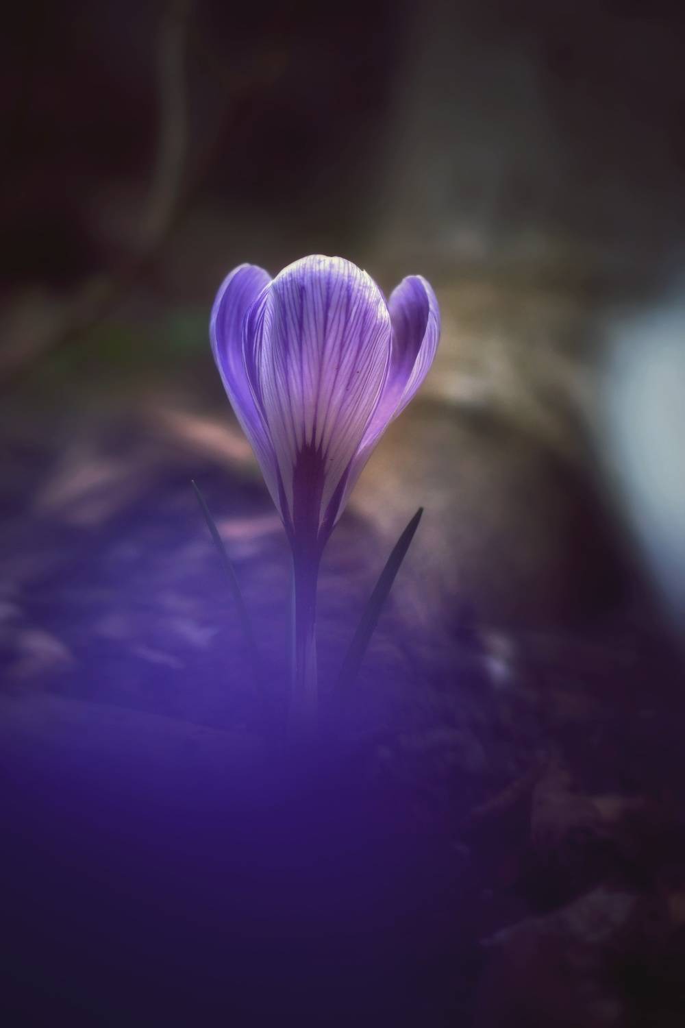 , Юлияна Стоянова