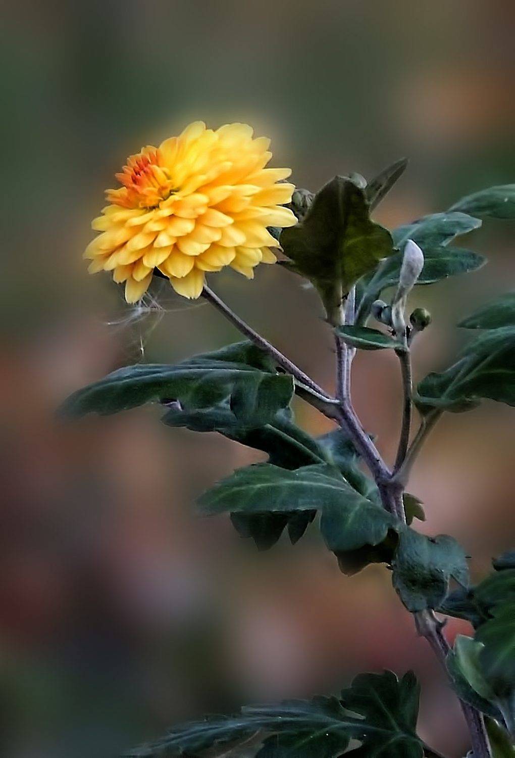 , Савоцкий Роман