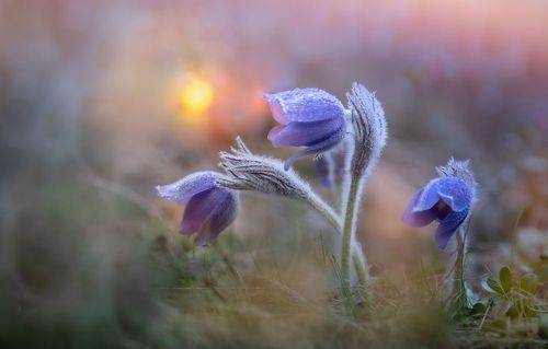 Чудо весеннего леса…