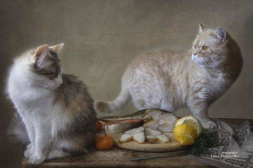 Рыжик в гостях у Буси