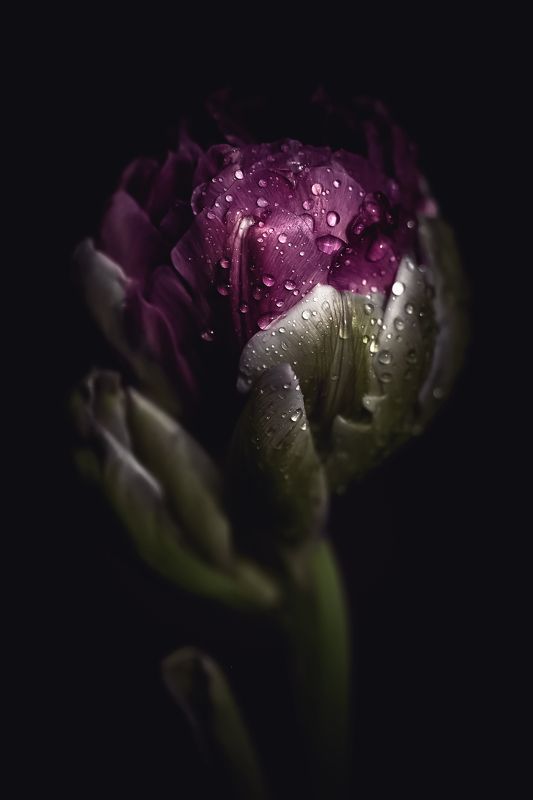 tulip, tulips, flower, flowers, цветы, цветок, тюльпан, макро, натюрморт, stilllife awakened by the rain фото превью