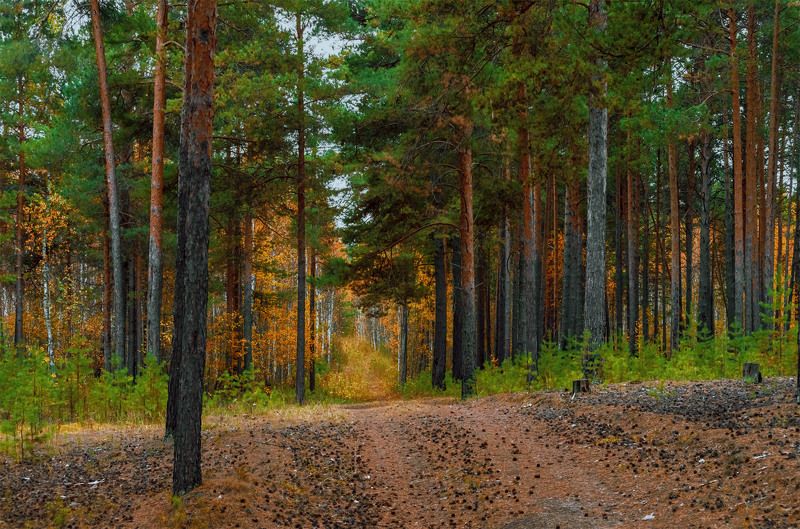 Лесная просека фото превью