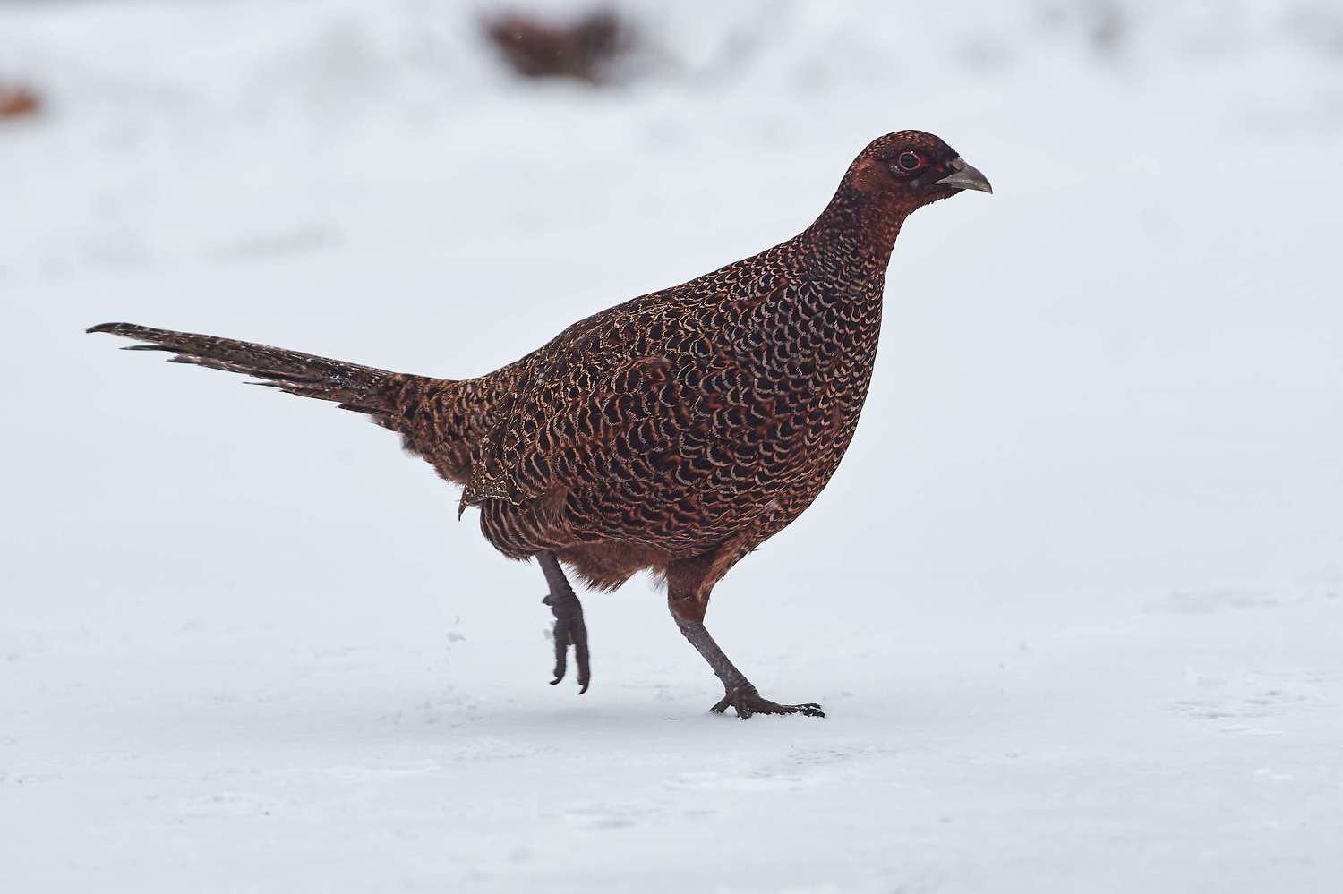 , Павел Сторчилов