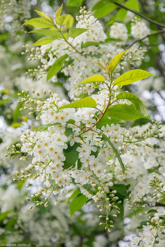 природа, весна, цветы Черёмуха в вуали белой фото превью