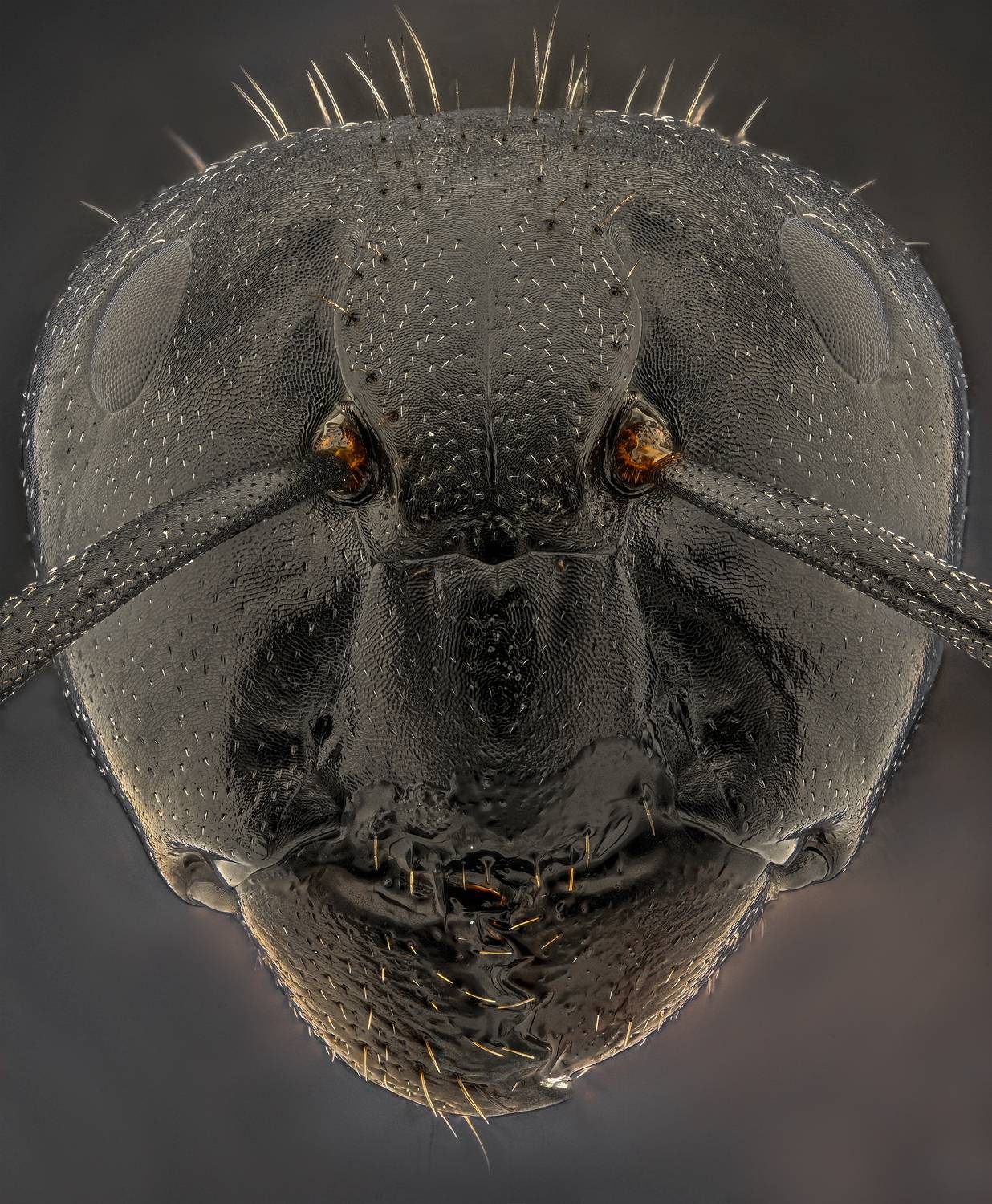 ceclii, macro, Цветан Ганев