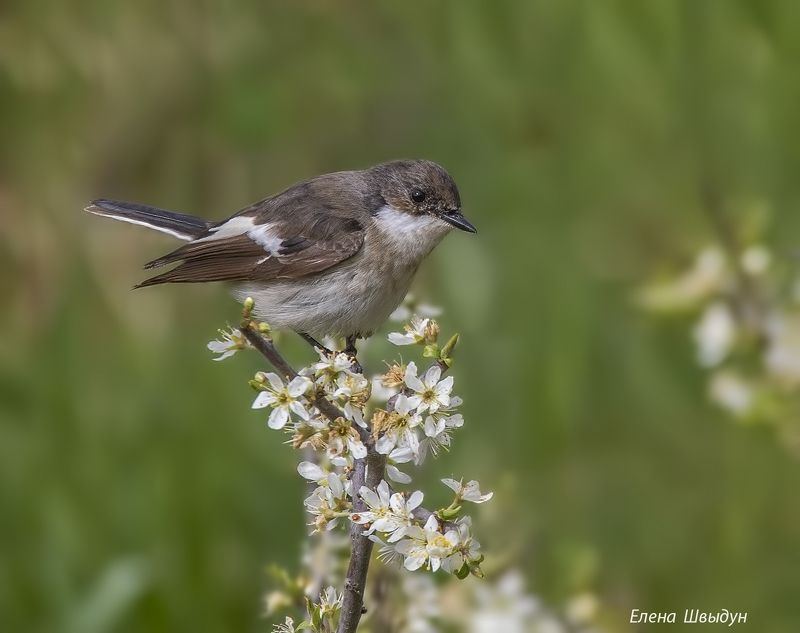 bird of prey, animal, birds, bird, animal wildlife, nature, animals in the wild, птицы, птица, мухоловка-пеструшка Мухоловки-пеструшки, самец и самочка фото превью