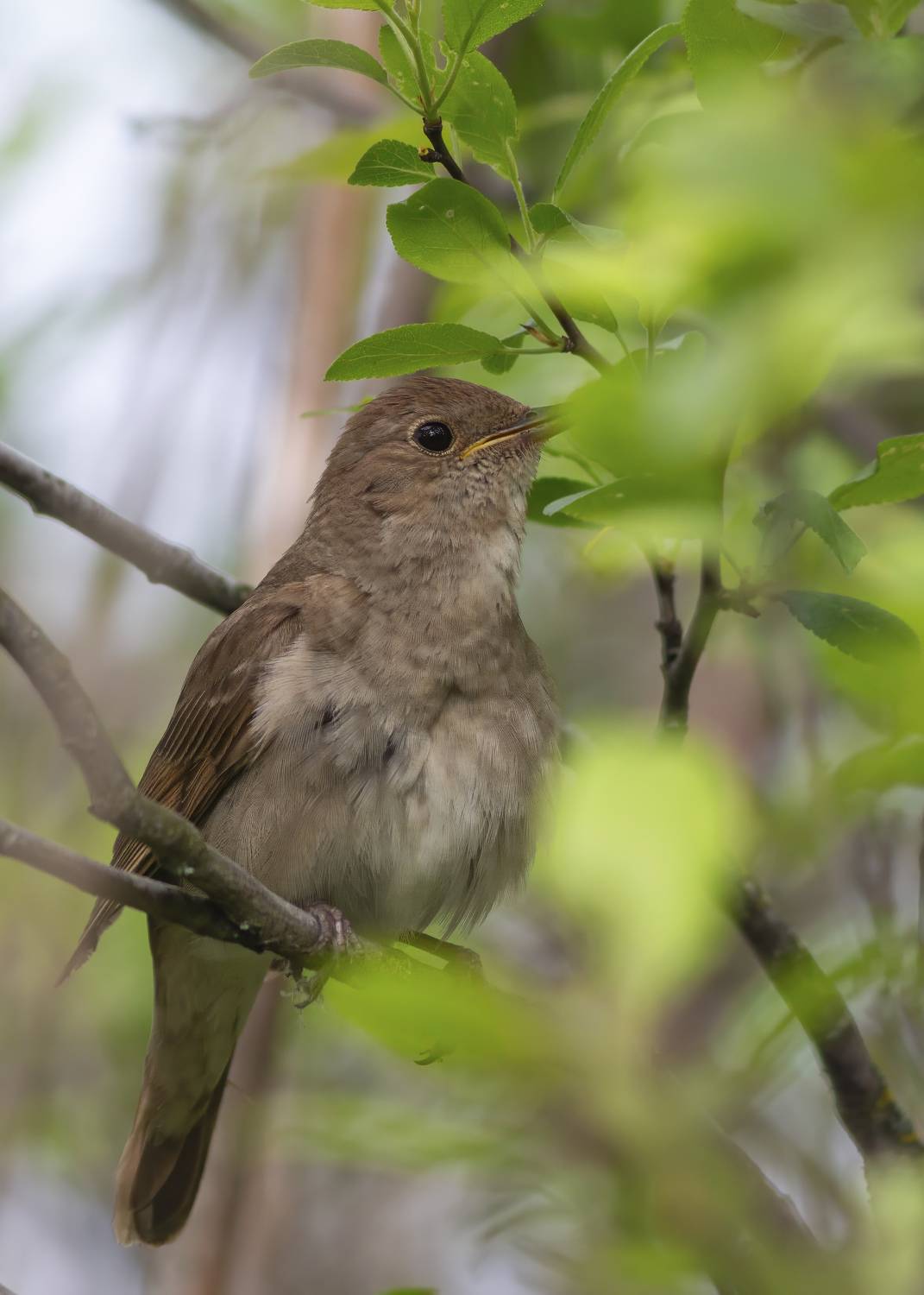, Денис Пронин