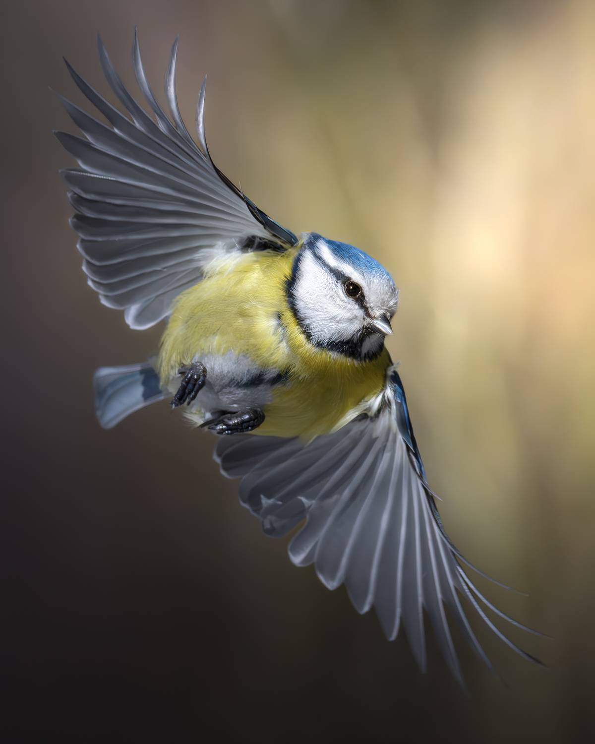 , Поляков Михаил