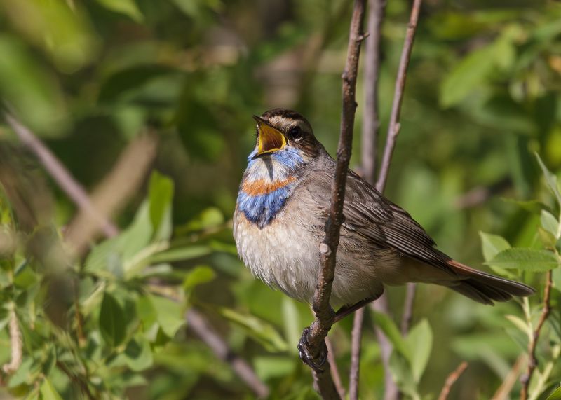 Варакушка фото превью