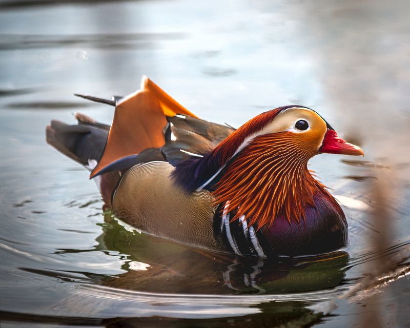 утка мандаринка В свободном плавании фото превью