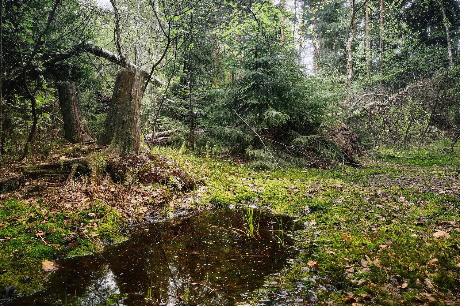 , Валерий Вождаев