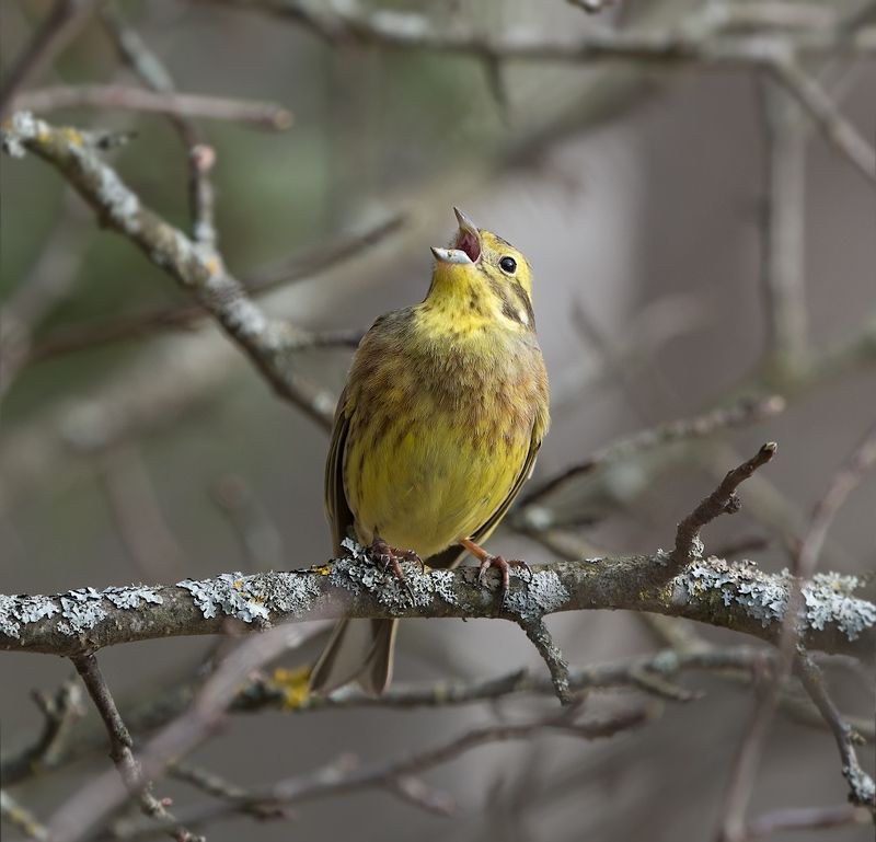 природа, птицы, овсянка обыкновенная,песня Поющий в терновнике фото превью
