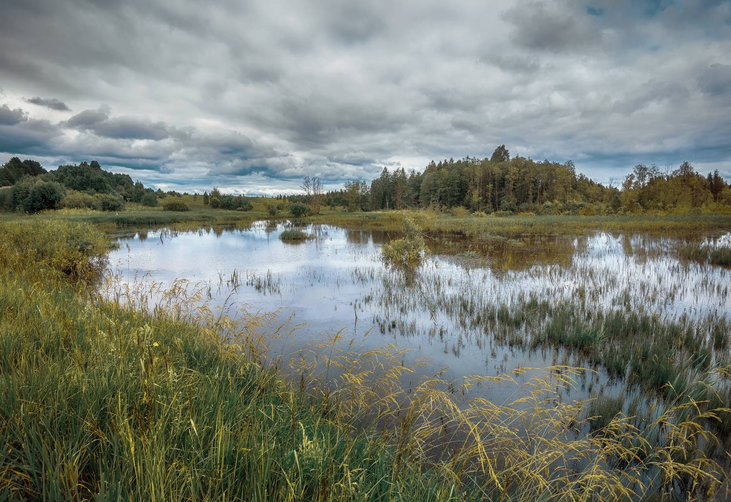 разлив, лес, трава, Сергей Аникин