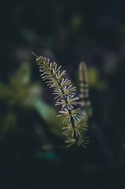 Весна фото превью