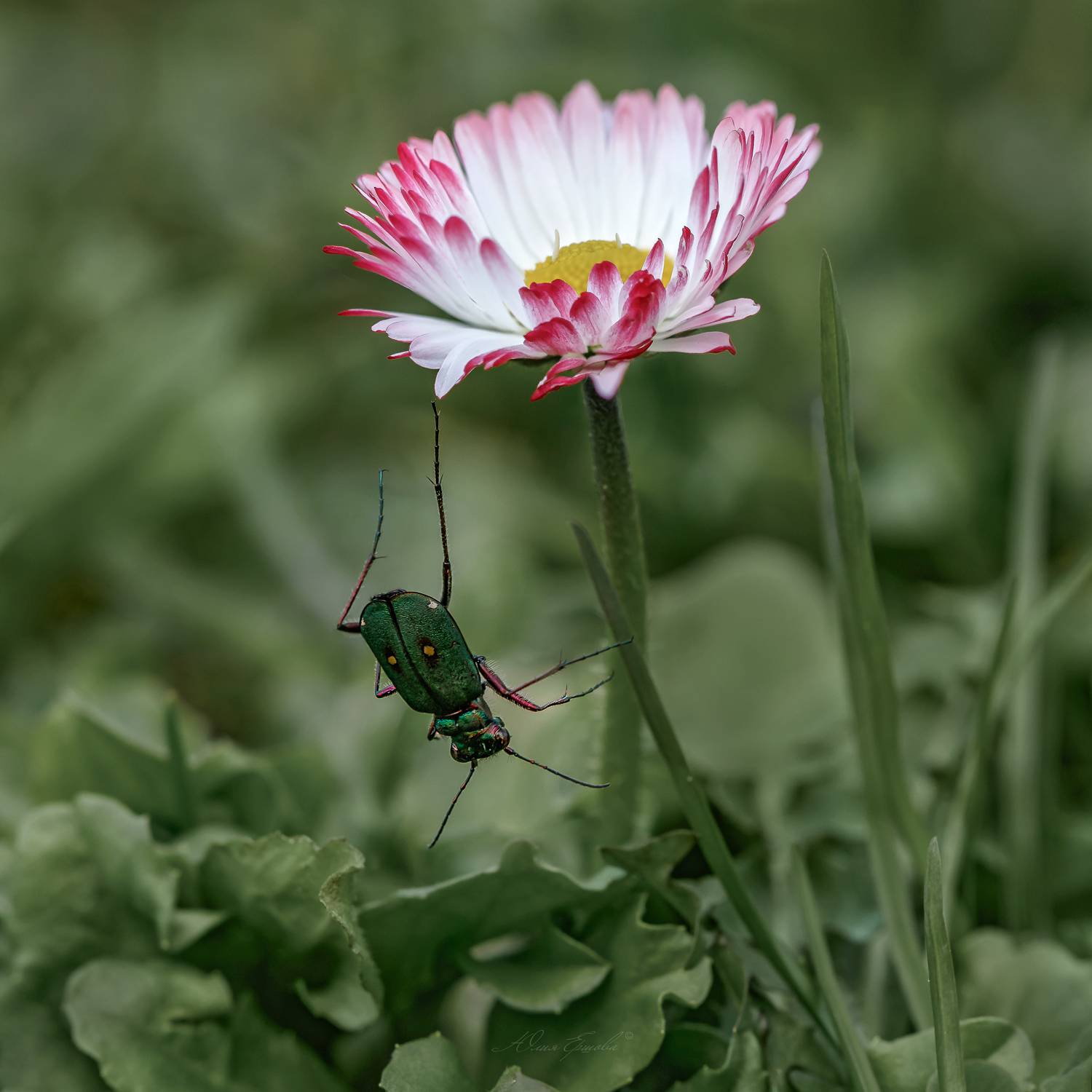 жук, Ершова Юлия