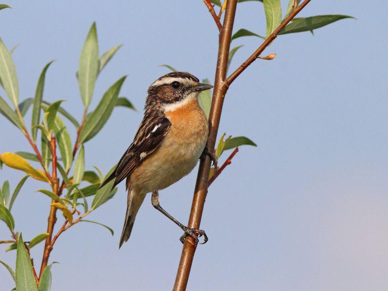 луговой чекан, saxicola rubetra, whinchat Луговой чекан фото превью