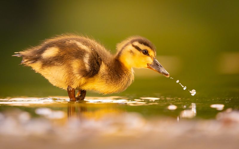 Duckling фото превью