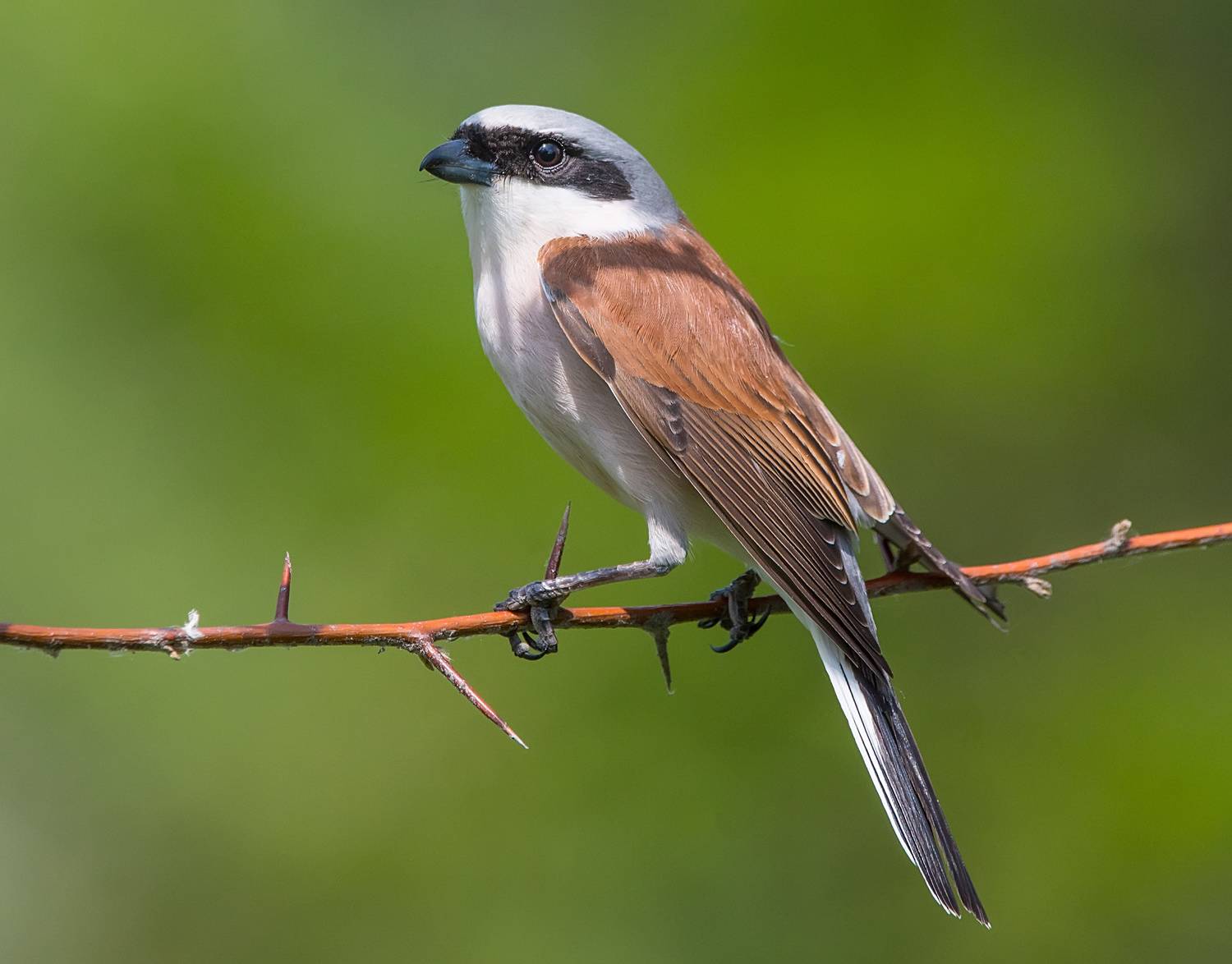 жулан, кабардино-балкария, Хасан Журтов