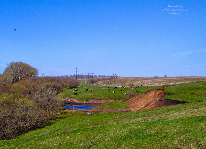 Коровы фото превью