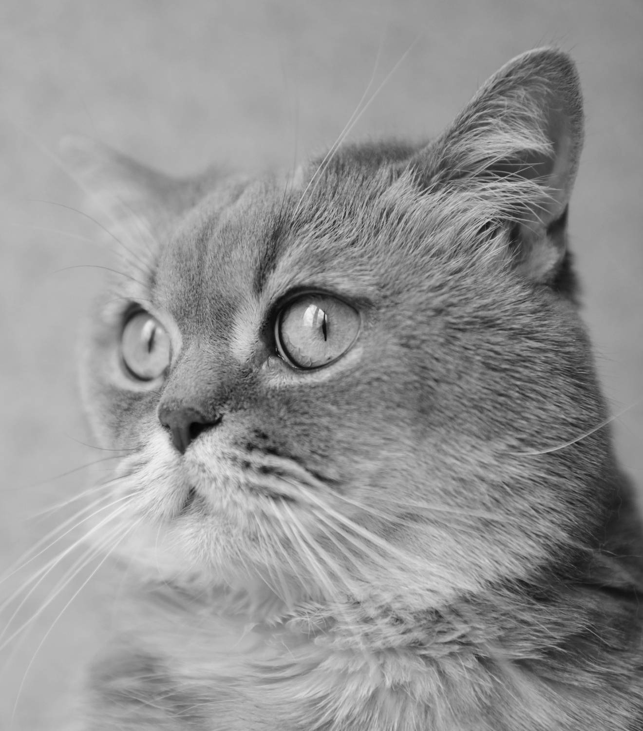 , Божена Пучко