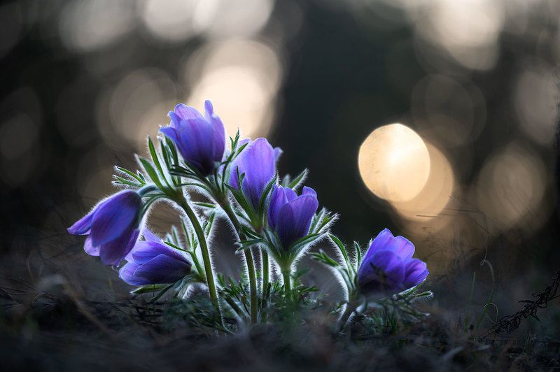 Сон трава фото превью