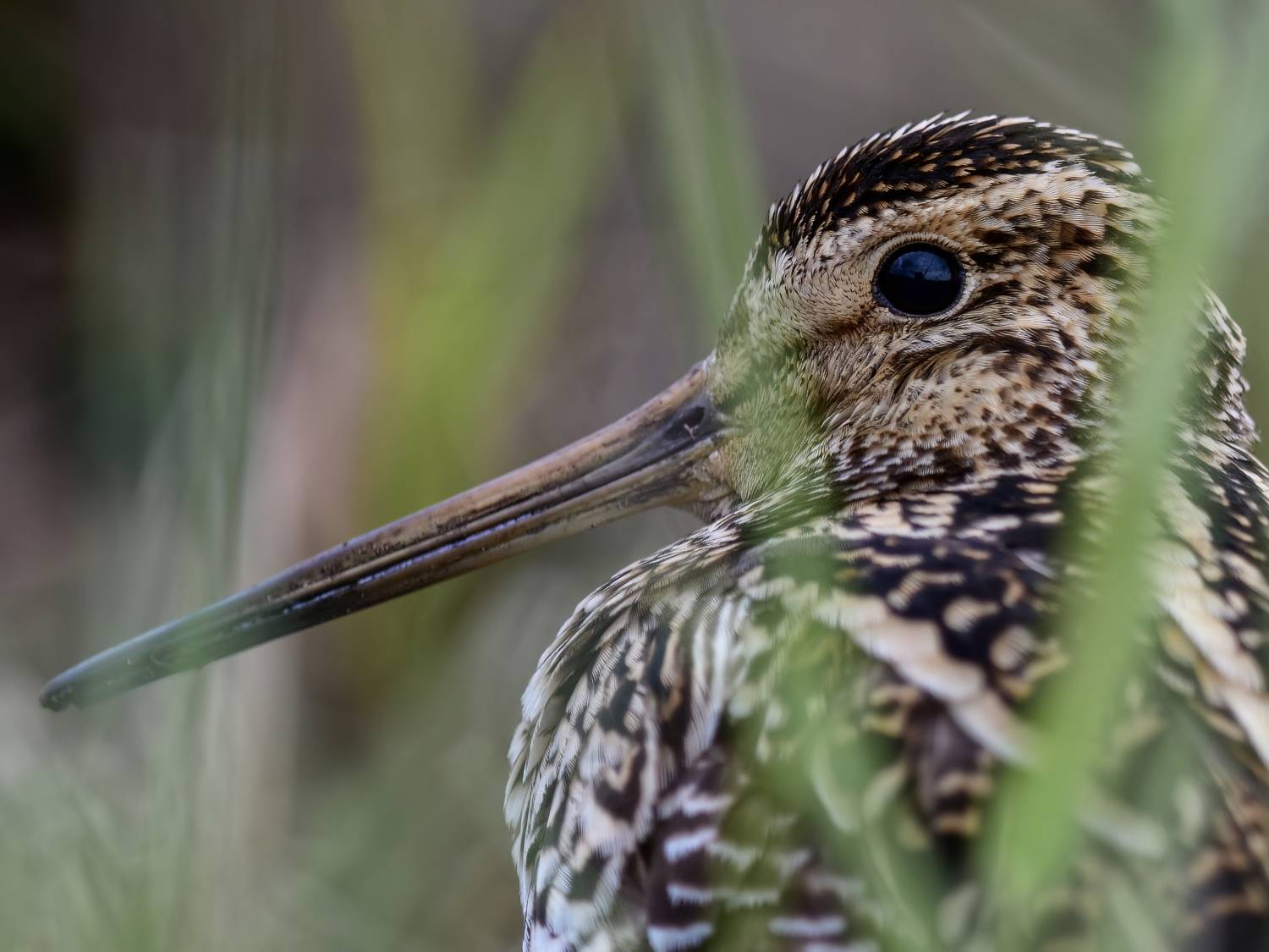 , Пупонин Сергей
