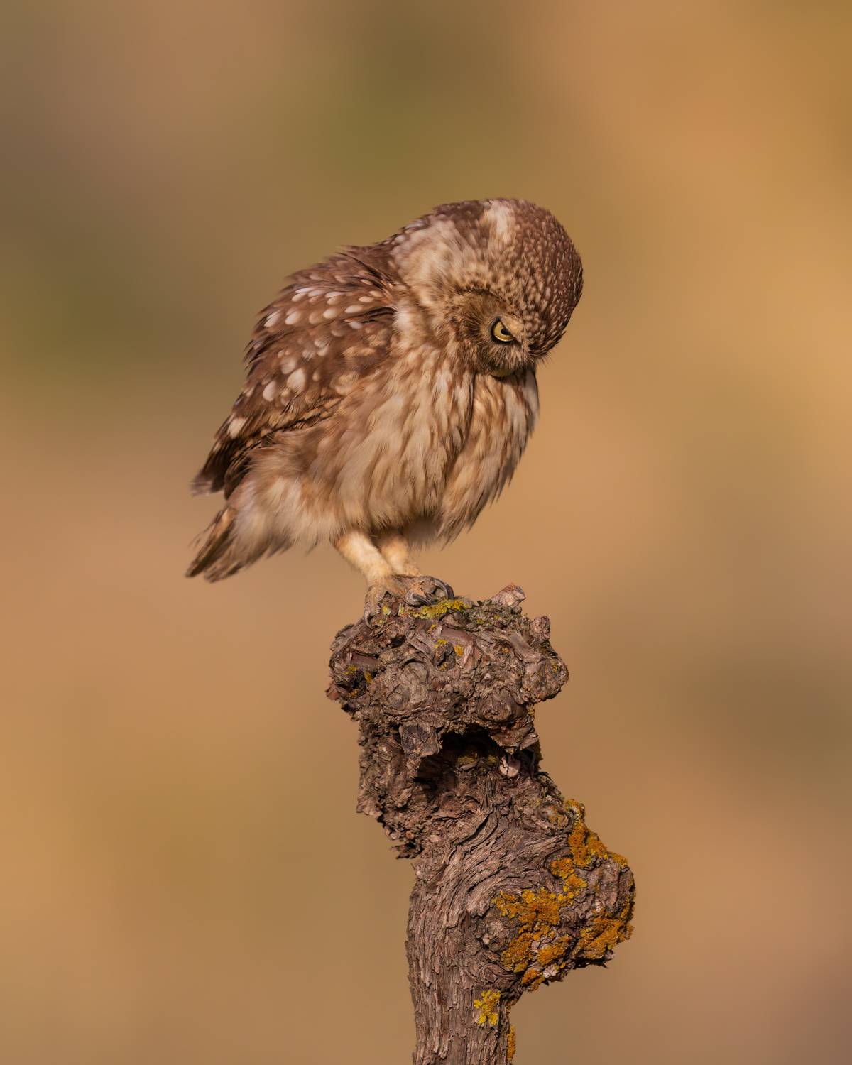 , Фруман Евгений