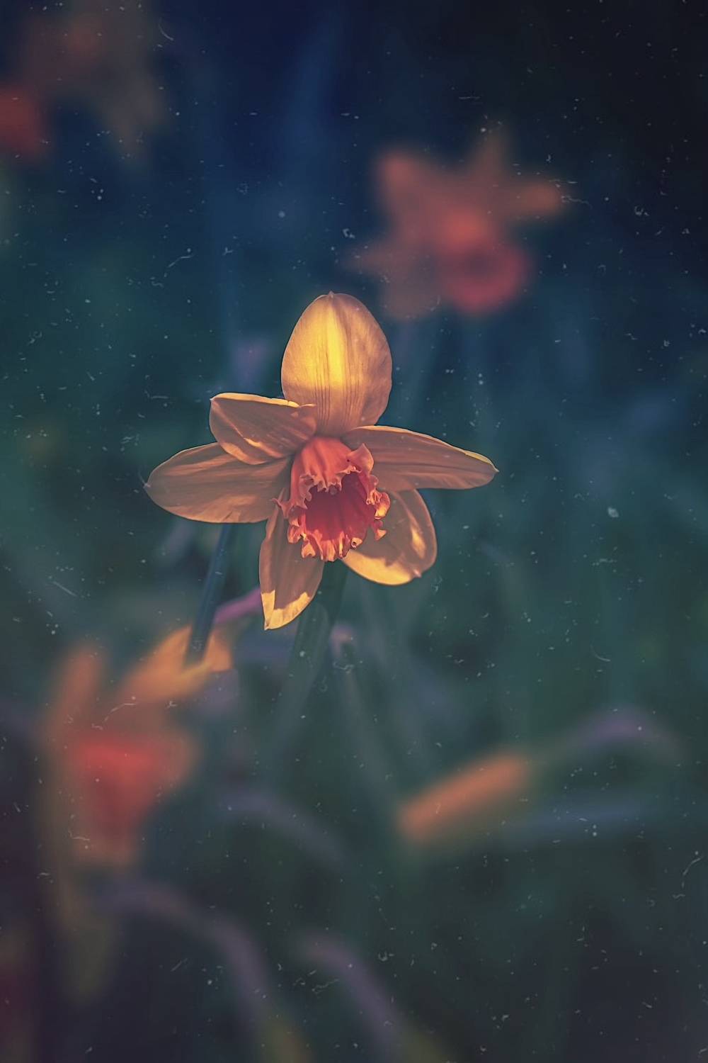 макро, macro, цветы, flower, весна, spring,нарцисс, Julia Kaissa