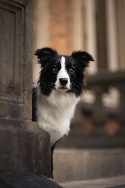 Furry Love фото превью