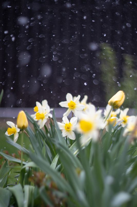 нарцисс, май, цветы, снег, природа, боке, желтый Нарциссы и майский снег фото превью