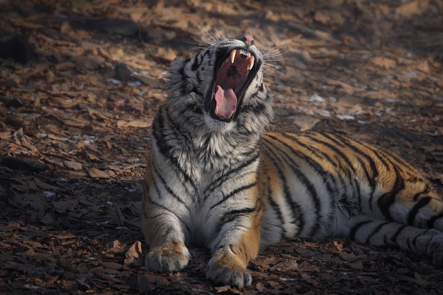 тигр, большие кошки, сафари, Андрей