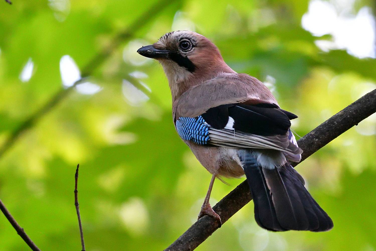 , Игорь Корнейчук