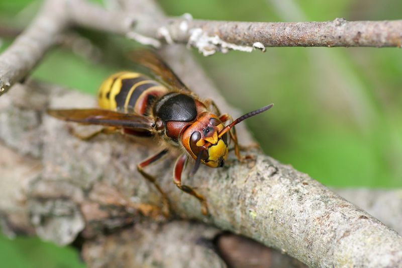 Шершень обыкновенный (Vespa crabro) фото превью