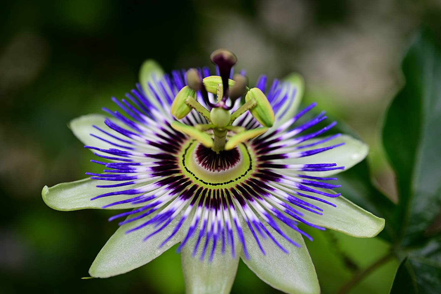 , Калёв Сергей