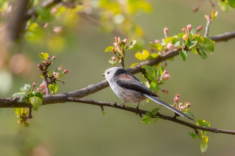 длиннохвостая синица, ополовник, птицы, весна Ополовник фото превью