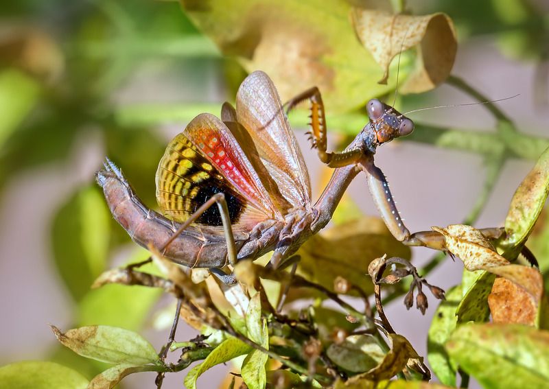 насекомые, богомол \