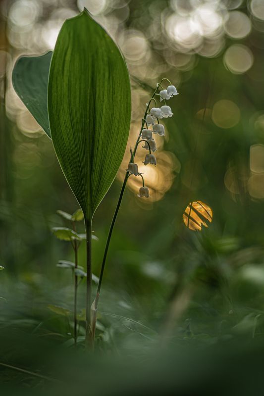 Вечерний ландыш  фото превью