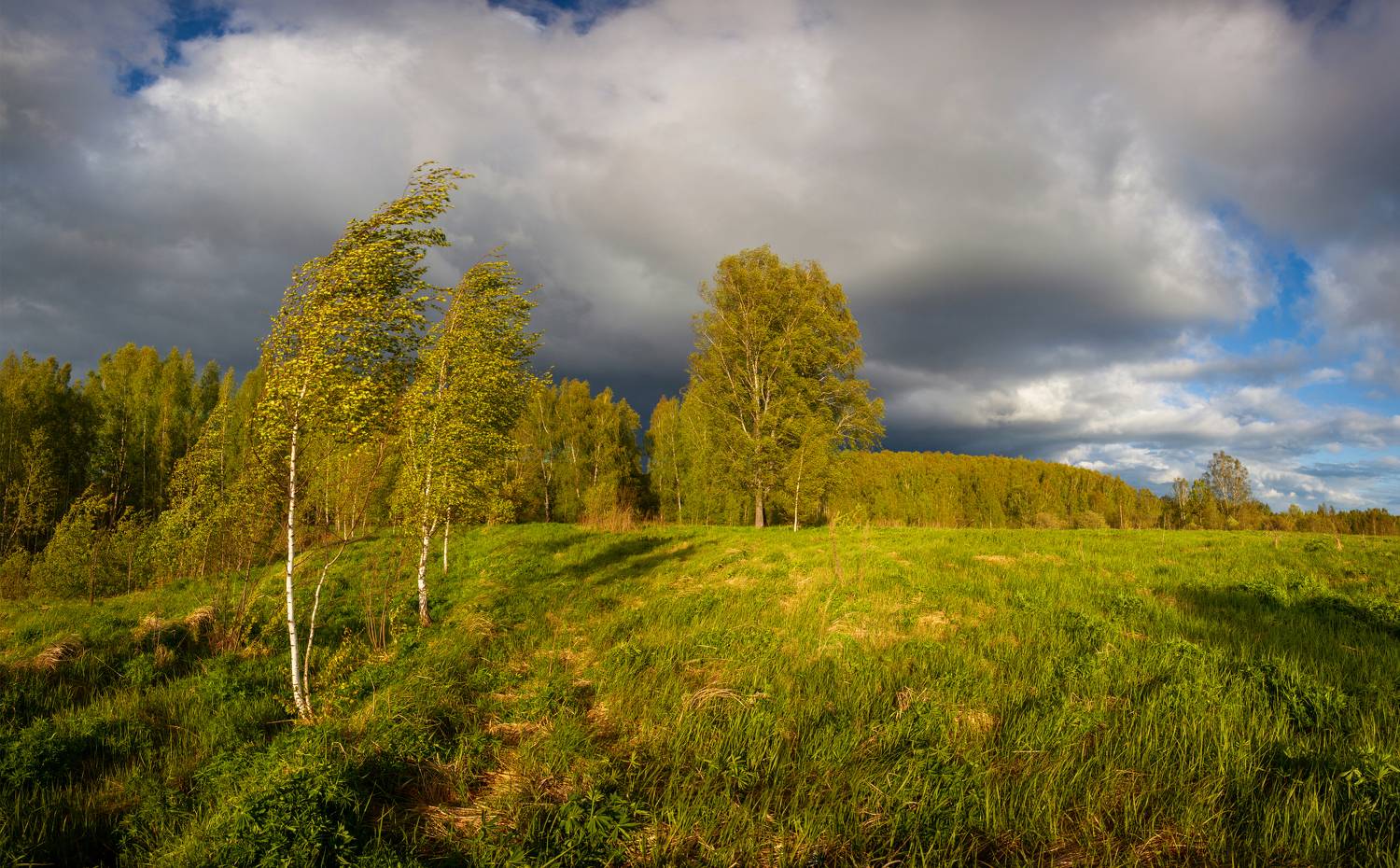 весна, поле, лес, облака, Свистков Александр