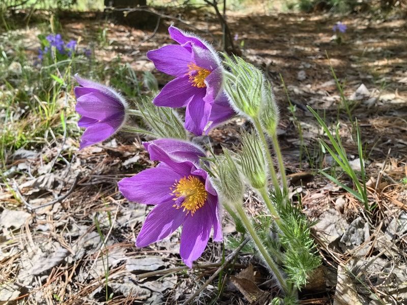 природа,цветы,растения,сон-трава Сон-трава фото превью