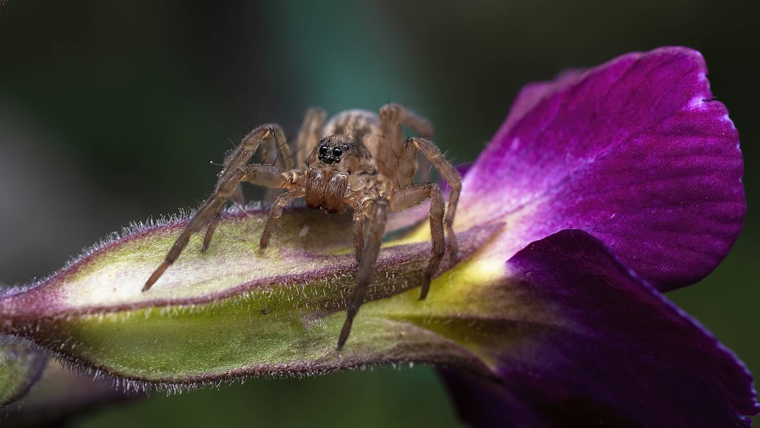 , Людмила Железнова
