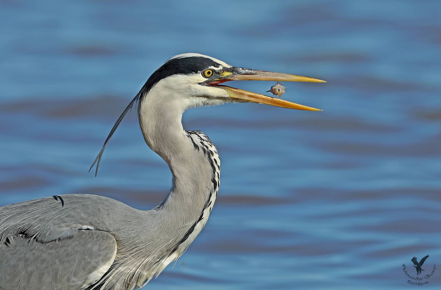 серая цапля., Гусар Александр