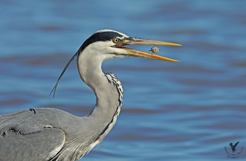 серая цапля. Рыбак и рыбка. фото превью