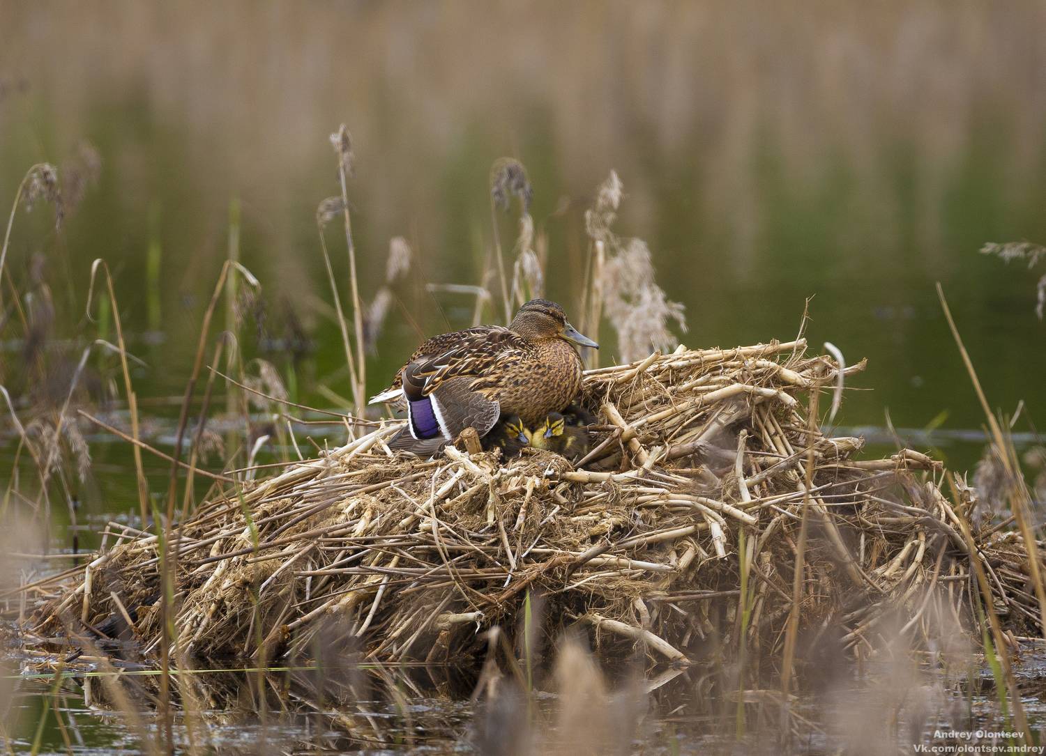 солнце, россия, рассвет, природа, подмосковье, погода, пейзажи, пейзаж, отражение, наукоград, красота, дубна, вода, весна, weather, water, spring, russia, reflection, naukograd, nature, moscow, landscape, dawn, canon, dubna, beauty, Олонцев Андрей