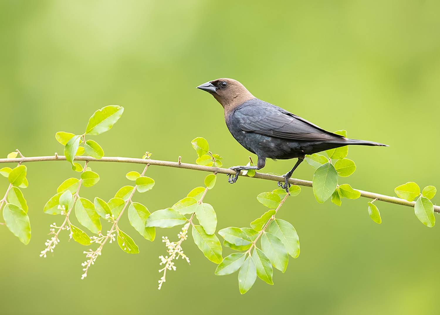 буроголовый коровий трупиал, brown-headed cowbird, трупиал, весна, Etkind Elizabeth