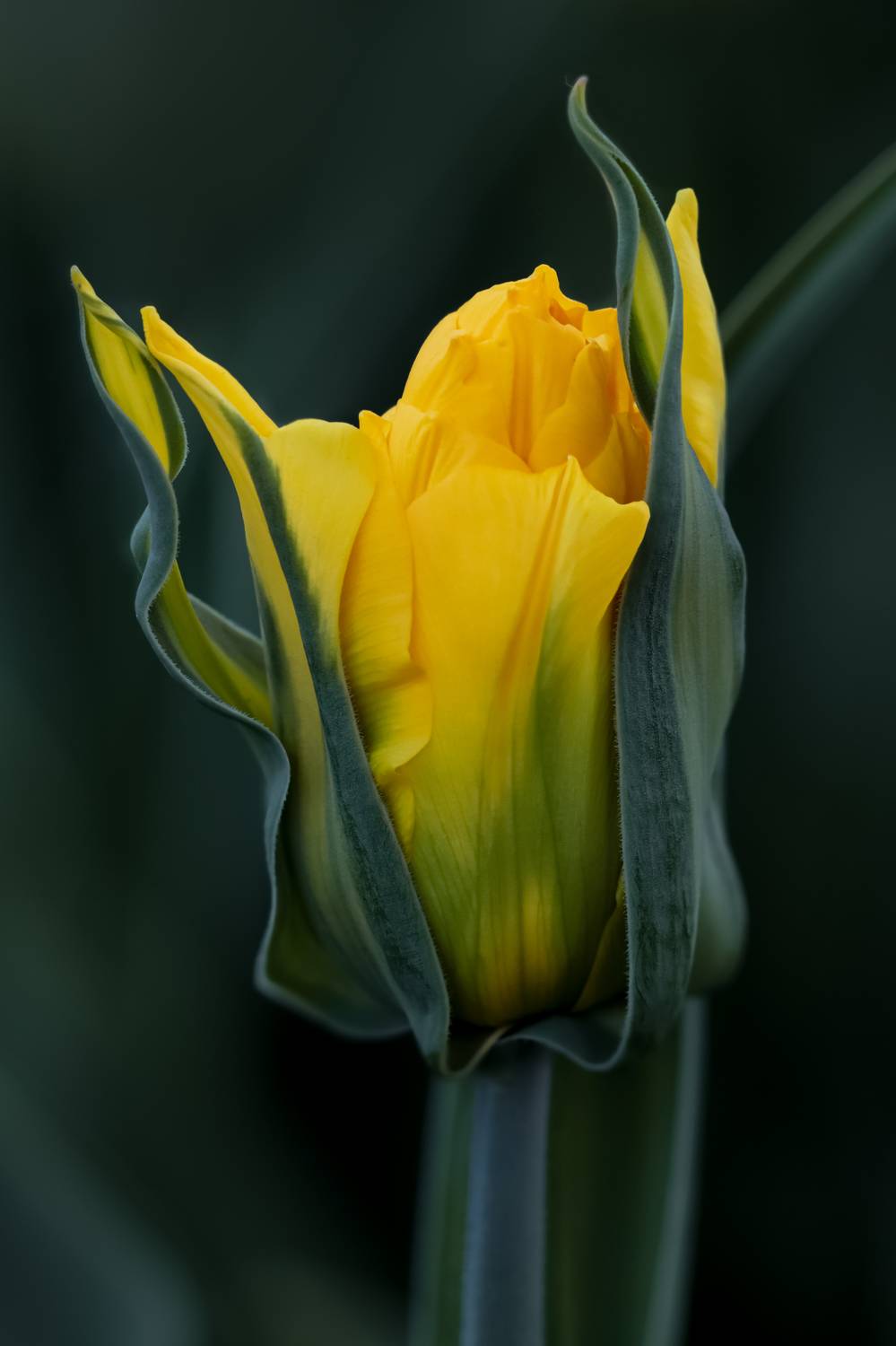 tulip, flower, yellow, тюльпан, цветы, G Eirene