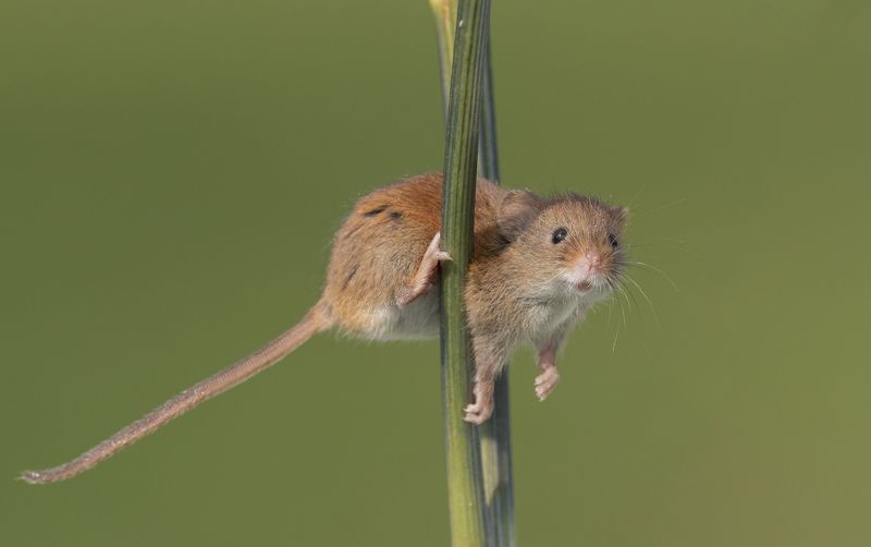 harvest mouse, mouse, rodent, animals, nature, wildlife, canon Hello there...... фото превью