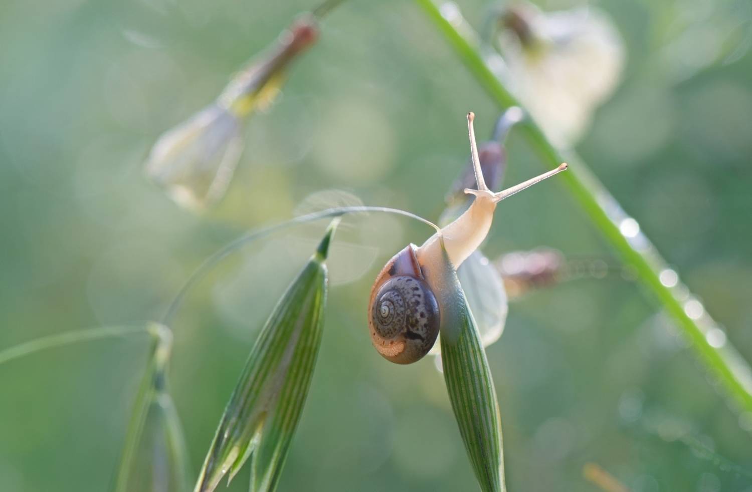 , Людмила Бекман