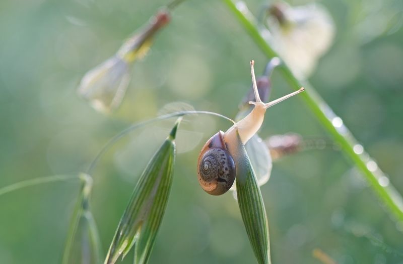 Удивительный весенний мир... фото превью