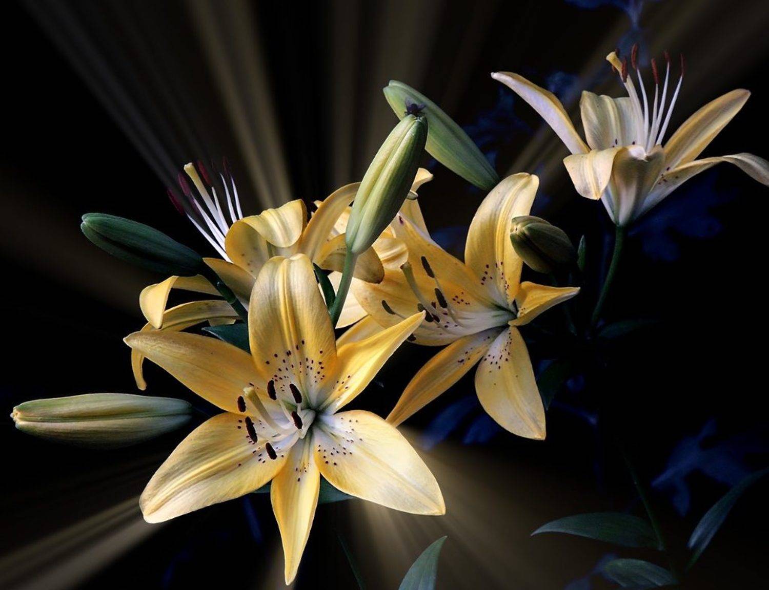 , Савоцкий Роман